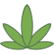 Marijuana